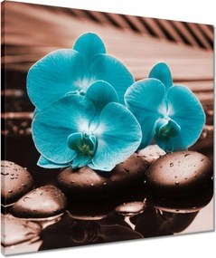 Vászonkép 50x50 Türkiz orchidea