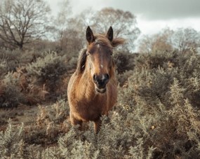 Poszter 76x60,5cm Ló a vadonban, Assaf Frank