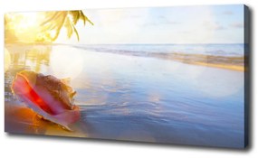 Vászon nyomtatás Seashell a strandon oc-83555961