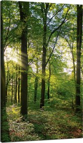Vászonkép Nap Erdő Fák Fénysugarak 70x120 cm