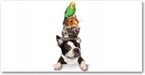 Fotó-kép edzett üveg Állatcsoport 140x70