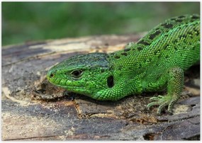 Poszterek 100x70 Zöld gyík