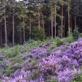 Poszter 70x70cm Hanga Ă©s fenyĆ, Assaf Frank