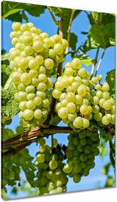 Vászonkép 60x90 Zöld szőlő