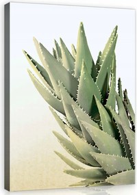 Vászonkép 40x60 Aloe vera pozsgás zöld frissesség természet részlet textúra fény