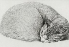 Divatos Flizelin Tapéta Ragasztóval Fali 3D Összecsukható macska 152x104 Ragasztó