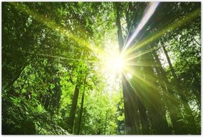 Poszterek 120x80 Varázslatos erdő Tájkép