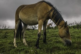 Poszter 45x30cm Ló a füves területen, Assaf Frank