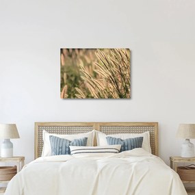 Üveg kép - Gabona (70x50 cm)