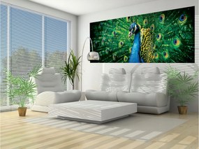 Fotótapéta Flizelina Páva Egzotika és Elegancia az otthonodban 250x104 +ragasztó