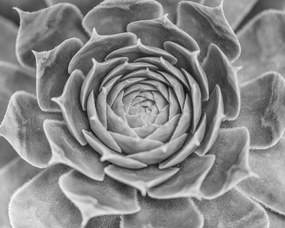 Poszter 50x40cm Közelkép pozsgásoknak, Assaf Frank