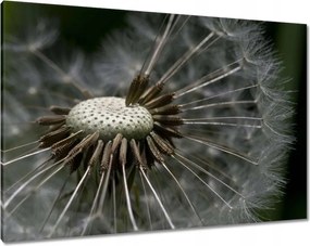 Vászonkép 100x70 Pitypang belülről