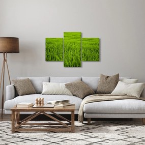 A fű képe (90x60 cm)