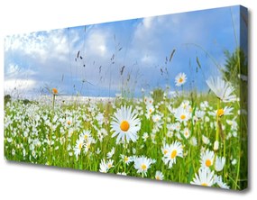 Vászonkép falra Daisy Meadow Természet 100x50 cm