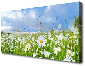 Vászonkép falra Daisy Meadow Természet 120x60 cm