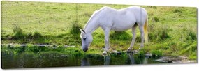 Vászonkép 150x50 Fehér ló