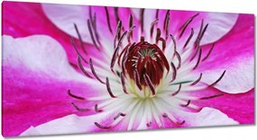 Vászonkép 115x55 Fehér-lila szirmok