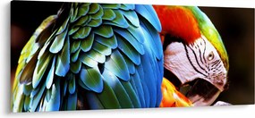 Kép - Papagáj (120x50 cm)