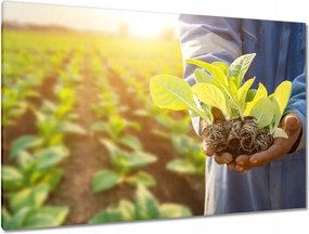 Festmények 120x80 Növénypalánták a mezőn