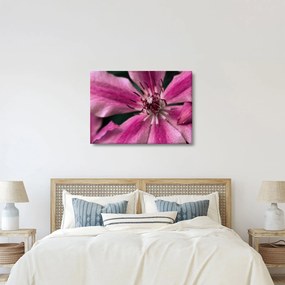 Rózsaszín flamingóvirág képe (70x50 cm)