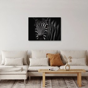 Zebra képe (70x50 cm)