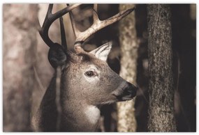 Kép - Szarvas az erdőben (90x60 cm)