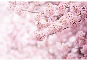 Sakura XXL fotó háttérkép 360 x 254 cm, 4 rész