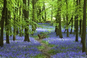 Poszter 30x20cm Ösvény az erdőben Bluebell, Assaf Frank