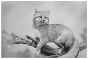 Kép - Szürke róka (90x60 cm)