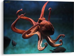 Kép - Octopus (70x50 cm)