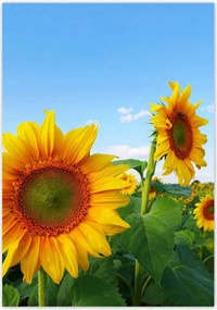 Poszterek 70x100 Napraforgók Égbolt