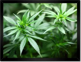 Poszterek keretben 40x30 Kender Bokor