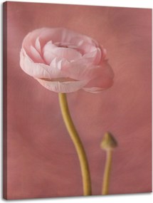 Vászonkép Botanika Bazsarózsa 30x40 cm