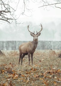 Poszter 50x70cm Szarvas az erdőben, Assaf Frank