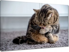 Vászonkép 90x60 Cica