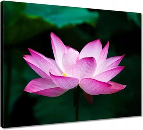 Vászonkép 50x40 Lótuszvirág