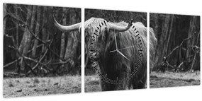 Kép - Skót tehén (órával) (90x30 cm)