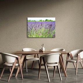 Egy mező képe a levendulával (70x50 cm)