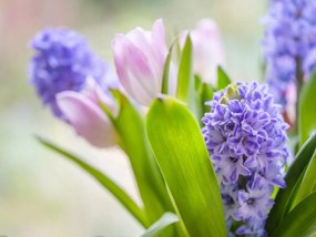 Poszter 80x60cm Jácint és tulipánok közelkép, Assaf Frank