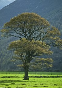 Poszter 21x29,7cm Fa a mezőn, Assaf Frank