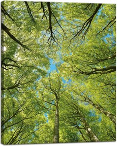 Vászonkép Levelek Fák Zöld Nap Ég 40x50 cm