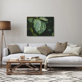 Kép - cseppek a levelen (üvegen) (70x50 cm)