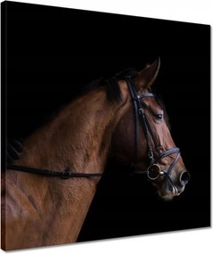 Vászonkép 40x40 Lófej Ló Lovak