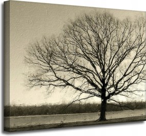 Vászonkép Sötét fekete fa Szomorúság 50x40 cm Ideális ajándék