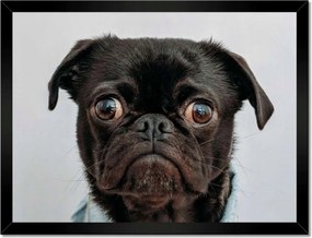 Poszterek keretben 40x30 Kutya Kutyák
