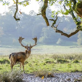 Poszter 30x30cm Szarvas a fa alatt, Assaf Frank