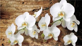Fotótapéta Orchidea Phalaenopsis fehér virágok finomság 200x140 +ragasztó