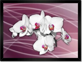 Poszterek keretben 40x30 Gyönyörű orchidea Virágok