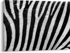 Kép egy zebra bőrről (70x50 cm)