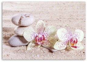 Gario Vászonkép Orchidea és kövek a homokon Méret: 100 x 70 cm